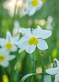 LITTLE COURT, HAMPSHIRE: MARCH, SPRING, FLOWERS, BLOOMS, NARCISSUS WHITE LADY, BULBS