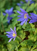 LITTLE COURT, HAMPSHIRE: PURPLE, BLUE, PURPLE FLOWERS OF ANEMONE BLANDA, WINDFLOWERS