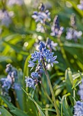 LITTLE COURT, HAMPSHIRE: BLUE, FLOWERS OF SCILLA BITHYNICA, BULBS