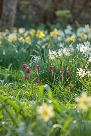 LITTLE_COURT_HAMPSHIRE_YELLOW_WHITE_FLOWERS_OF_SDAFFODILS_NARCISSUS_WHITE_LADY_SNAKES_HEAD_FRITILLAR