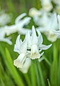 LITTLE COURT, HAMPSHIRE: WHITE FLOWERS OF DAFFODILS, NARCISSUS SAILBOAT, BULBS