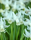 LITTLE COURT, HAMPSHIRE: WHITE FLOWERS OF DAFFODILS, NARCISSUS SAILBOAT, BULBS