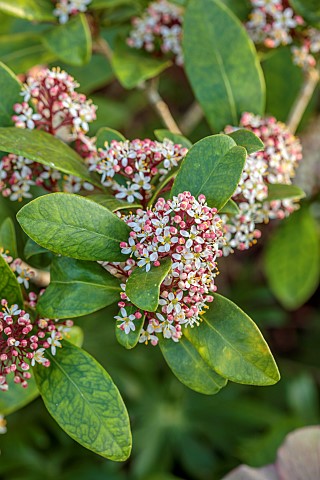 LITTLE_COURT_HAMPSHIRE_WHITE_PINK_FLOWERS_OF_SKIMMIA_JAPONICA_RUBELLA_EVERGREEN_SHRUBS_MARCH