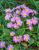 LITTLE COURT, HAMPSHIRE: PINK, YELLOW FLOWERS OF A NATURAL SELF SOWN PRIMROSE