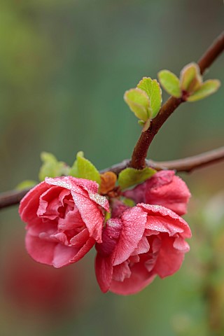 CLOSE_UP_PLANT_PORTRAIT_OF_PINK_RED_FLOWERS_OF_CHAENOMELES_X_SUPERBA_RED_JOY_QUINCE_SHRUBS_MARCH_FLO