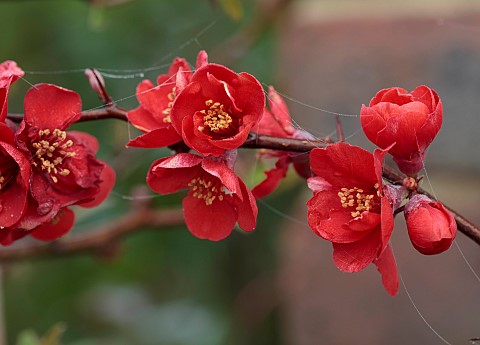 CLOSE_UP_PLANT_PORTRAIT_OF_RED_FLOWERS_OF_CHAENOMELES_X_SUPERBA_ROWALLANE_QUINCE_SHRUBS_MARCH_FLOWER