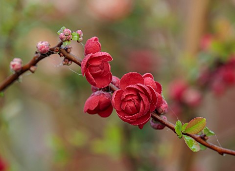 CLOSE_UP_PLANT_PORTRAIT_OF_RED_FLOWERS_OF_CHAENOMELES_SPECIOSA_SCARLET_STORM_QUINCE_SHRUBS_MARCH_FLO