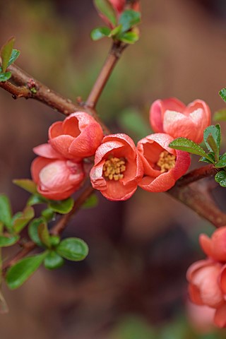 CLOSE_UP_PLANT_PORTRAIT_OF_PINK_RED_FLOWERS_OF_CHAENOMELES_X_SUPERBA_ORANGE_TRAIL_QUINCE_SHRUBS_MARC