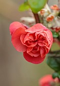 CLOSE UP PLANT PORTRAIT OF PINK, RED FLOWERS OF CHAENOMELES ORANGE STORM, QUINCE, SHRUBS, MARCH, FLOWERING, BLOOMING, BLOOMS