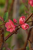 CLOSE UP PLANT PORTRAIT OF PINK, RED FLOWERS OF CHAENOMELES X SUPERBA CARDINALIS, QUINCE, SHRUBS, MARCH, FLOWERING, BLOOMING, BLOOMS
