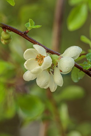 CLOSE_UP_PLANT_PORTRAIT_OF_CREAM_YELLOW_FLOWERS_OF_CHAENOMELES_JAPONICA_RISING_SUN_QUINCE_SHRUBS_MAR