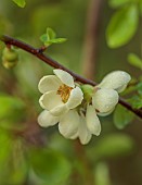 CLOSE UP PLANT PORTRAIT OF CREAM, YELLOW, FLOWERS OF CHAENOMELES JAPONICA RISING SUN, QUINCE, SHRUBS, MARCH, FLOWERING, BLOOMING, BLOOMS
