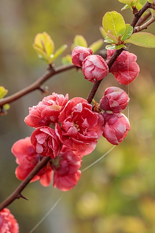 CLOSE_UP_PLANT_PORTRAIT_OF_PINK_RED_FLOWERS_OF_CHAENOMELES_X_SUPERBA_RED_JOY_QUINCE_SHRUBS_MARCH_FLO