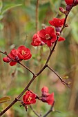 CLOSE UP PLANT PORTRAIT OF RED FLOWERS OF CHAENOMELES SPECIOSA SIMONII, QUINCE, SHRUBS, MARCH, FLOWERING, BLOOMING, BLOOMS