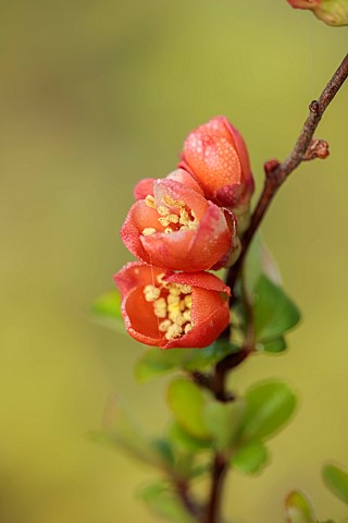 CLOSE_UP_PLANT_PORTRAIT_OF_PINK_FLOWERS_OF_CHAENOMELES_JAPONICA_CIDO_QUINCE_SHRUBS_MARCH_FLOWERING_B