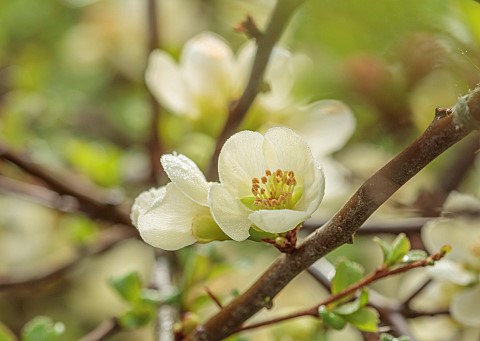 CLOSE_UP_PLANT_PORTRAIT_OF_PINK_RED_FLOWERS_OF_CHAENOMELES_X_SUPERBA_ISSAI_WHITE_QUINCE_SHRUBS_MARCH