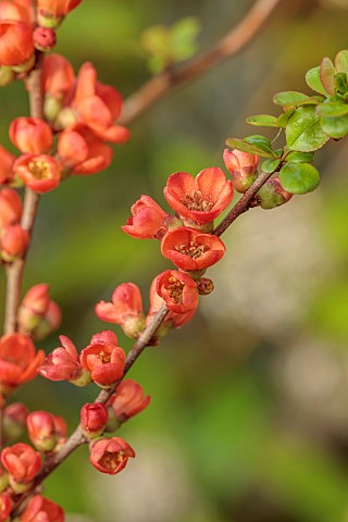 CLOSE_UP_PLANT_PORTRAIT_OF_PINK_RED_FLOWERS_OF_CHAENOMELES_JAPONICA_SARGENTII_QUINCE_SHRUBS_MARCH_FL