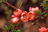 CLOSE UP PLANT PORTRAIT OF PINK, ORANGE FLOWERS OF CHAENOMELES SPECIOSA ORANGE TRAIL, QUINCE, SHRUBS, MARCH, FLOWERING, BLOOMING, BLOOMS