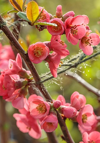 CLOSE_UP_PLANT_PORTRAIT_OF_PINK_RED_FLOWERS_OF_CHAENOMELES_SPECIOSA_FALCONNET_CHARLET_QUINCE_SHRUBS_