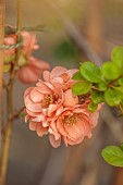 CLOSE UP PLANT PORTRAIT OF PINK, PAECH, APRICOT, ORANGE FLOWERS OF CHAENOMELES SPECIOSA GEISHA GIRL, QUINCE, SHRUBS, MARCH, FLOWERING, BLOOMING, BLOOMS