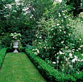 GRASS PATH LEADING TO A PLANTED URN WITH BOX-EDGED BORDER OF ROSES AND CRAMBE CORDIFOLIA.  DESIGNER: OLIVIA CLARKE
