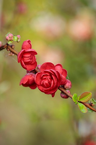 CLOSE_UP_PLANT_PORTRAIT_OF_PINK_RED_FLOWERS_OF_CHAENOMELES_SPECIOSA_SCARLET_STORM_QUINCE_SHRUBS_MARC