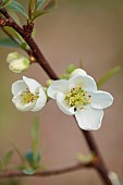 CLOSE UP PLANT PORTRAIT WHITE FLOWERS OF CHAENOMELES SPECIOSA NIVALIS, QUINCE, SHRUBS, MARCH, FLOWERING, BLOOMING, BLOOMS