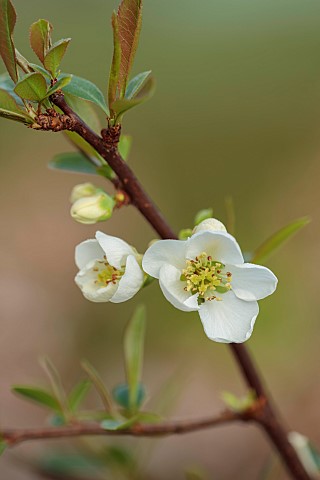 CLOSE_UP_PLANT_PORTRAIT_WHITE_FLOWERS_OF_CHAENOMELES_SPECIOSA_NIVALIS_QUINCE_SHRUBS_MARCH_FLOWERING_