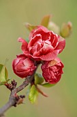 CLOSE UP PLANT PORTRAIT OF PINK, RED FLOWERS OF CHAENOMELES X SUPERBA RED JOY, QUINCE, SHRUBS, MARCH, FLOWERING, BLOOMING, BLOOMS