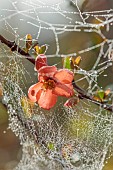 CLOSE UP PLANT PORTRAIT OF PINK, SALMON, ORANGE, FLOWERS OF CHAENOMELES X SUPERBA SALMON HORIZON, QUINCE, SHRUBS, MARCH, FLOWERING, BLOOMING, BLOOMS, SPIDERS WEB