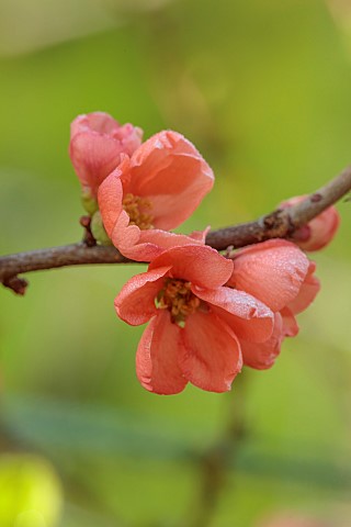 CLOSE_UP_PLANT_PORTRAIT_OF_PINK_ORANGE_FLOWERS_OF_CHAENOMELES_KAIUN_QUINCE_SHRUBS_MARCH_FLOWERING_BL