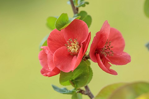 CLOSE_UP_PLANT_PORTRAIT_OF_PINK_ORANGE_FLOWERS_OF_CHAENOMELES_KAIUN_QUINCE_SHRUBS_MARCH_FLOWERING_BL
