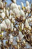 BORDE HILL GARDEN, SUSSEX: CREAM, WHITE, FLOWERS OF MAGNOLIA X SOULANGEANA BROZZONII, DECIDUOUS, TREES, SPRING, MARCH