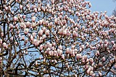 BORDE HILL GARDEN, SUSSEX: CREAM, WHITE, PINK FLOWERS OF MAGNOLIA DECIDUOUS, TREES, SPRING, MARCH