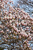 BORDE HILL GARDEN, SUSSEX: CREAM, WHITE, PINK FLOWERS OF MAGNOLIA DECIDUOUS, TREES, SPRING, MARCH