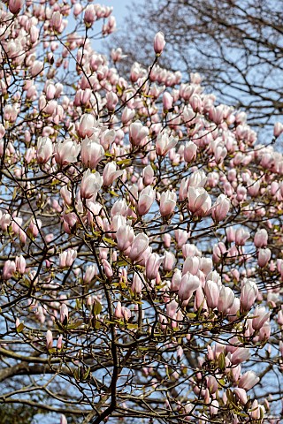 BORDE_HILL_GARDEN_SUSSEX_CREAM_WHITE_PINK_FLOWERS_OF_MAGNOLIA_DECIDUOUS_TREES_SPRING_MARCH