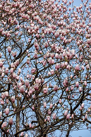 BORDE_HILL_GARDEN_SUSSEX_CREAM_WHITE_PINK_FLOWERS_OF_MAGNOLIA_DECIDUOUS_TREES_SPRING_MARCH