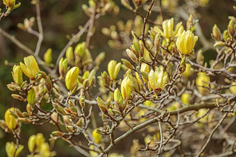 BORDE_HILL_GARDEN_SUSSEX_CREAM_YELLOW_FLOWERS_OF_MAGNOLIA_BUTTERFLIES_TREES_SPRING_MARCH