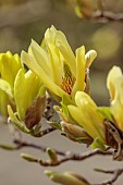 BORDE HILL GARDEN, SUSSEX: CREAM, YELLOW FLOWERS OF MAGNOLIA BUTTERFLIES, TREES, SPRING, MARCH