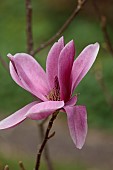 BORDE HILL GARDEN, SUSSEX: PINK FLOWERS OF MAGNOLIA SHIRAZZ, TREES, SPRING, MARCH