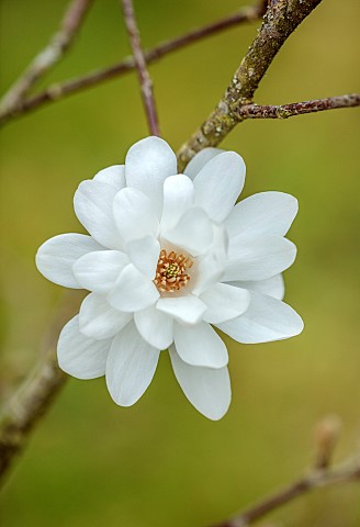 BORDE_HILL_GARDEN_SUSSEX_WHITE_FLOWERS_OF_MAGNOLIA_X_LOEBNERI_MAGS_PIRHOUETTE_TREES_SPRING_MARCH