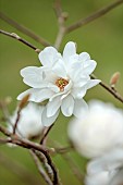 BORDE HILL GARDEN, SUSSEX: WHITE FLOWERS OF MAGNOLIA X LOEBNERI MAGS PIRHOUETTE, TREES, SPRING, MARCH