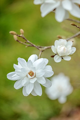 BORDE_HILL_GARDEN_SUSSEX_WHITE_FLOWERS_OF_MAGNOLIA_X_LOEBNERI_MAGS_PIRHOUETTE_TREES_SPRING_MARCH