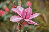 BORDE HILL GARDEN, SUSSEX: PINK, FLOWERS OF MAGNOLIA AURORA, TREES, SPRING, MARCH