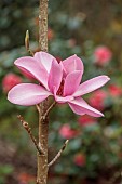 BORDE HILL GARDEN, SUSSEX: PINK, FLOWERS OF MAGNOLIA AURORA, TREES, SPRING, MARCH