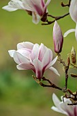 BORDE HILL GARDEN, SUSSEX: PINK, PURPLE, WHITE FLOWERS OF MAGNOLIA X SOULANGEANA, TREES, SPRING, MARCH