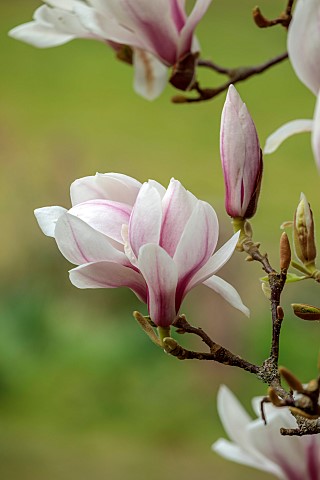 BORDE_HILL_GARDEN_SUSSEX_PINK_PURPLE_WHITE_FLOWERS_OF_MAGNOLIA_X_SOULANGEANA_TREES_SPRING_MARCH