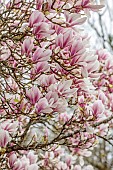BORDE HILL GARDEN, SUSSEX: PINK, PURPLE, WHITE FLOWERS OF MAGNOLIA X SOULANGEANA, TREES, SPRING, MARCH