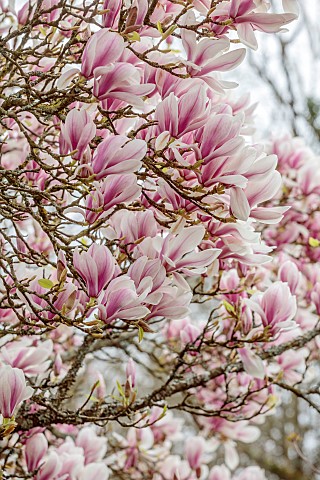 BORDE_HILL_GARDEN_SUSSEX_PINK_PURPLE_WHITE_FLOWERS_OF_MAGNOLIA_X_SOULANGEANA_TREES_SPRING_MARCH