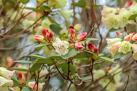 BORDE_HILL_GARDEN_SUSSEX_YELLOW_FLOWERS_OF_RHODODENDRON_CAMPYLOCARPUM_IN_THE_WOODLAND_SPRING_TREES_S